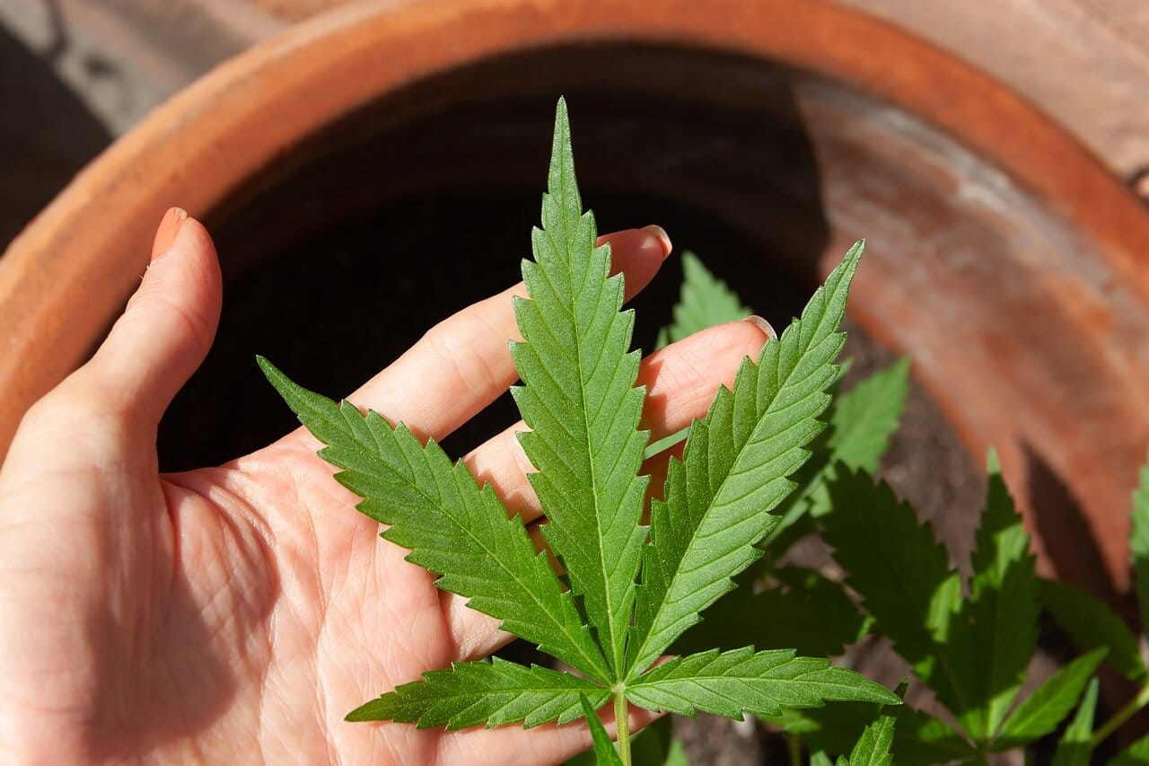 Mediciner.in - Cannabis cure for chronic pain: Pros and Cons | 2025 Cannabis 2025