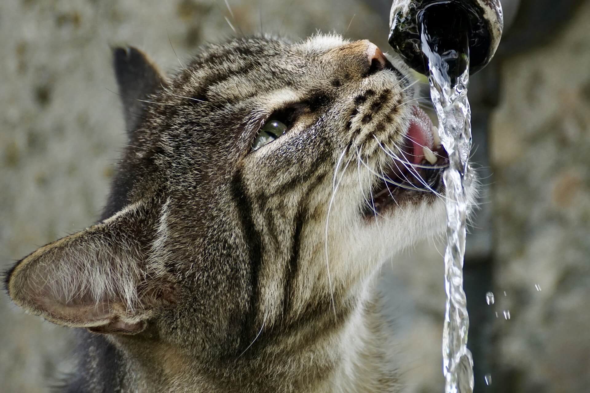 cat drinking water cat drinking water