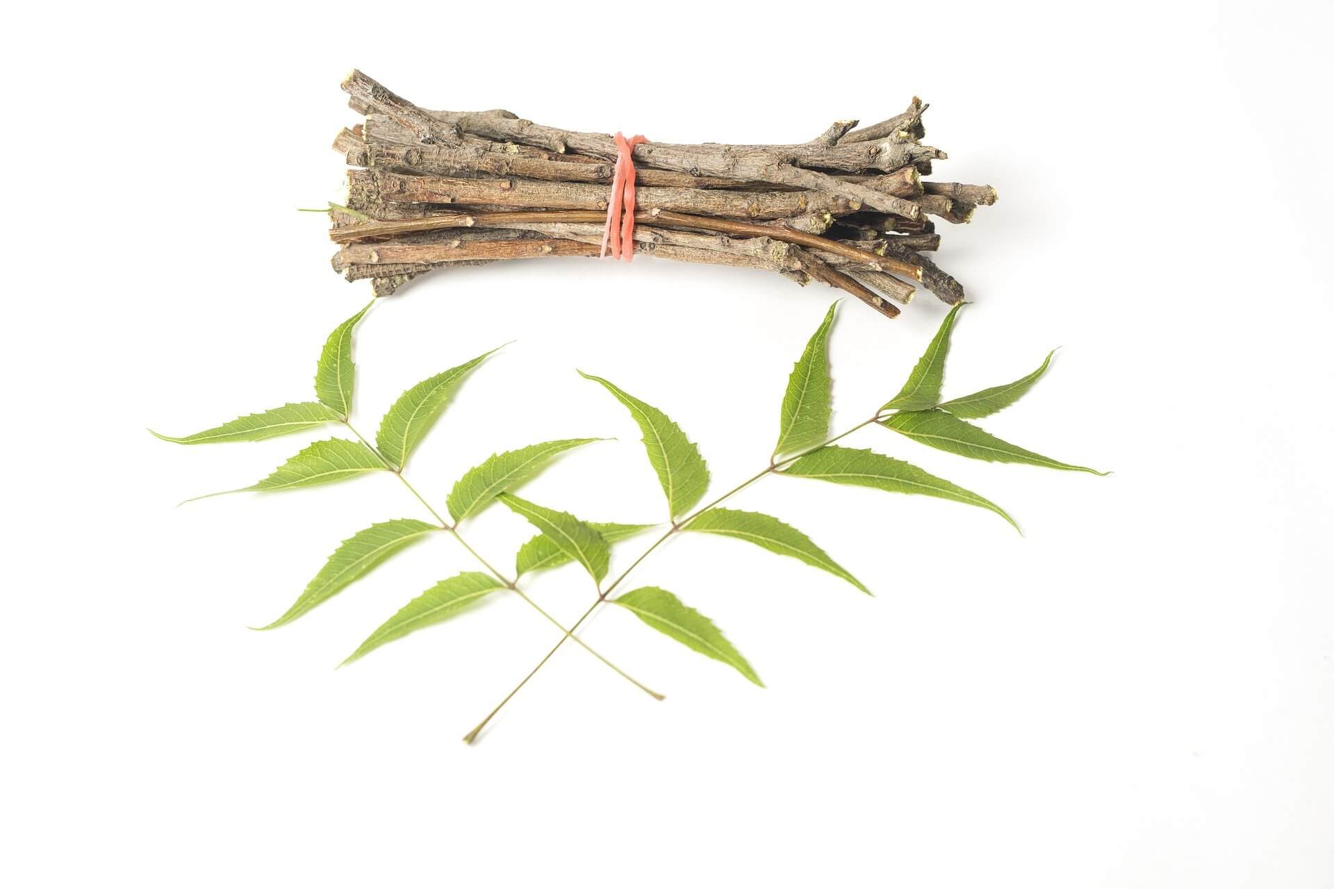 Mediciner.in - Ayurveda: The age-old tradition of India | 2025 herbs