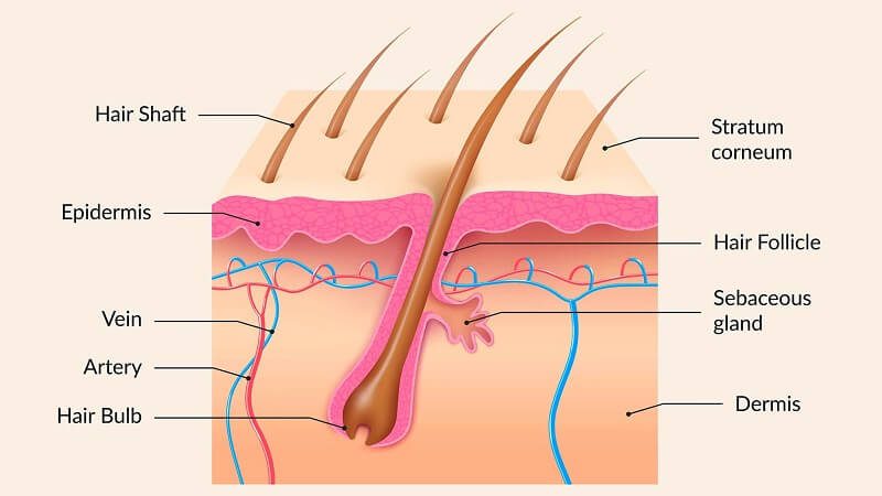 Mediciner.in - Knowing about Blocked Hair Follicles | 2025 structure of hair