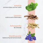 Mediciner.in - Namhya Thyroid Care Green Tea (100gm) for Hypothyroidism - 100% Natural, Restore Healthy T3,T4 Levels (Helps Sleep, Weight Management) | 2025 c 1 1 2025