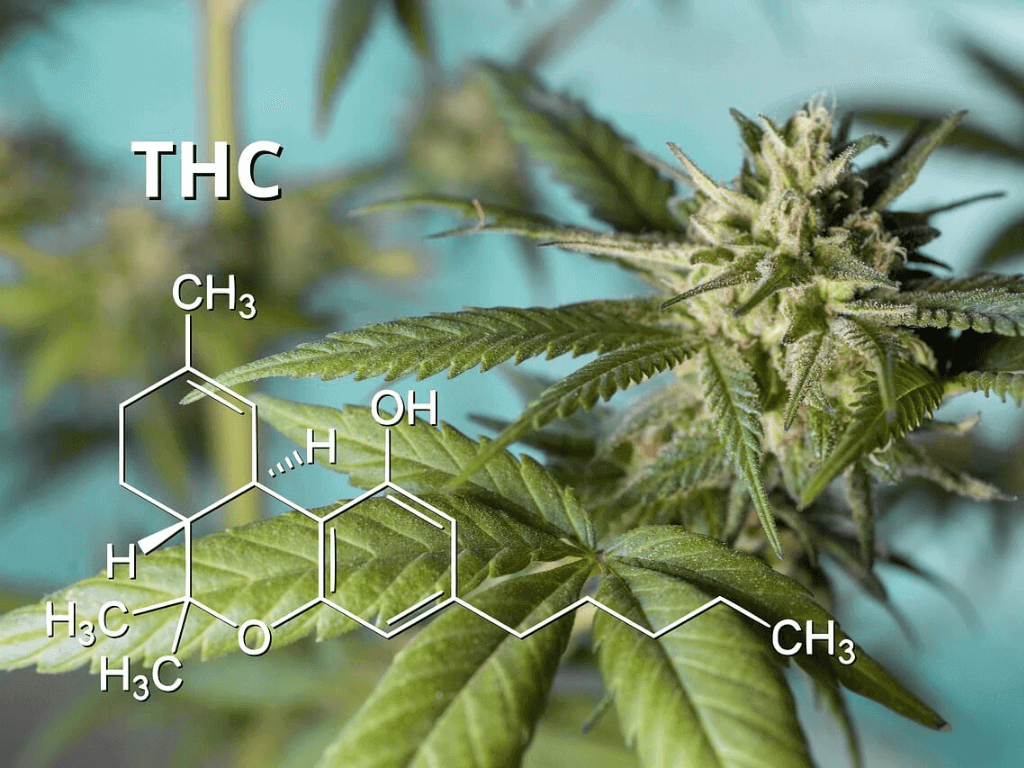 Mediciner.in - Eyewear | 2025 Cannabis cure for chronic pain: Pros and Cons