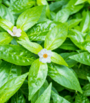 Mediciner.in - Product Categories | 2025 Herbal Formulations icon 2025