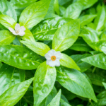 Herbal Formulations