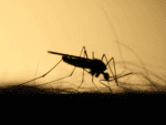 Mediciner.in - The new virus in headlines: Cat Que | 2025 The new virus in headlines: Cat Que