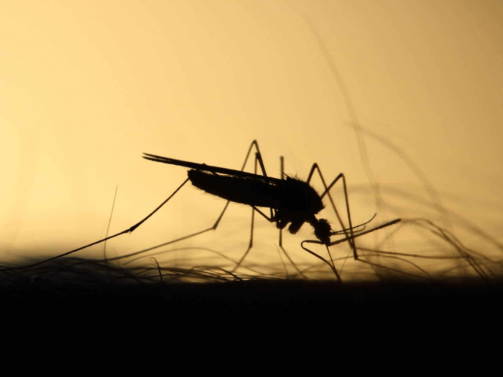Mediciner.in - Eyewear | 2025 The new virus in headlines: Cat Que
